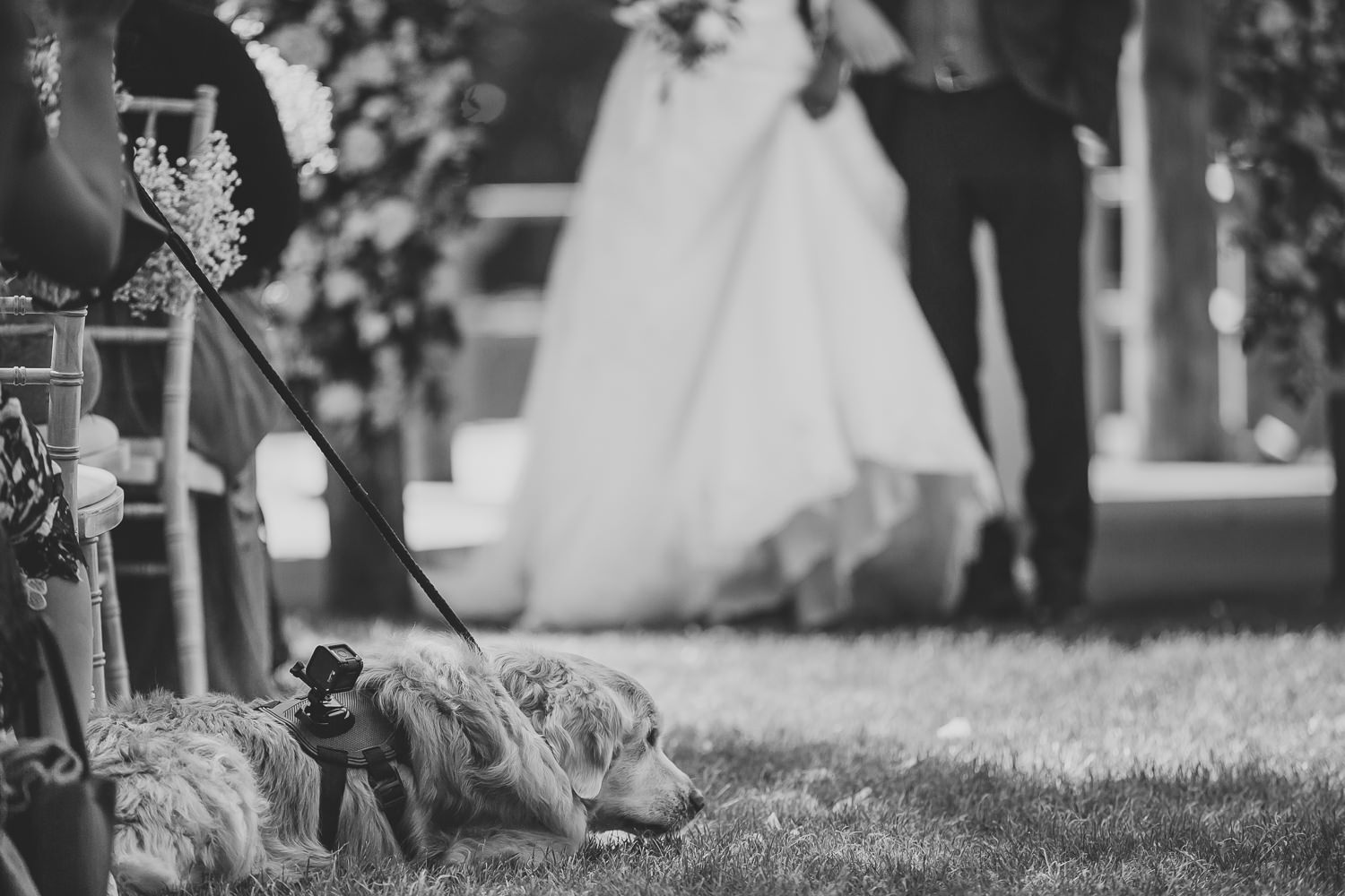 Dog lying on the grass during wedding ceremony