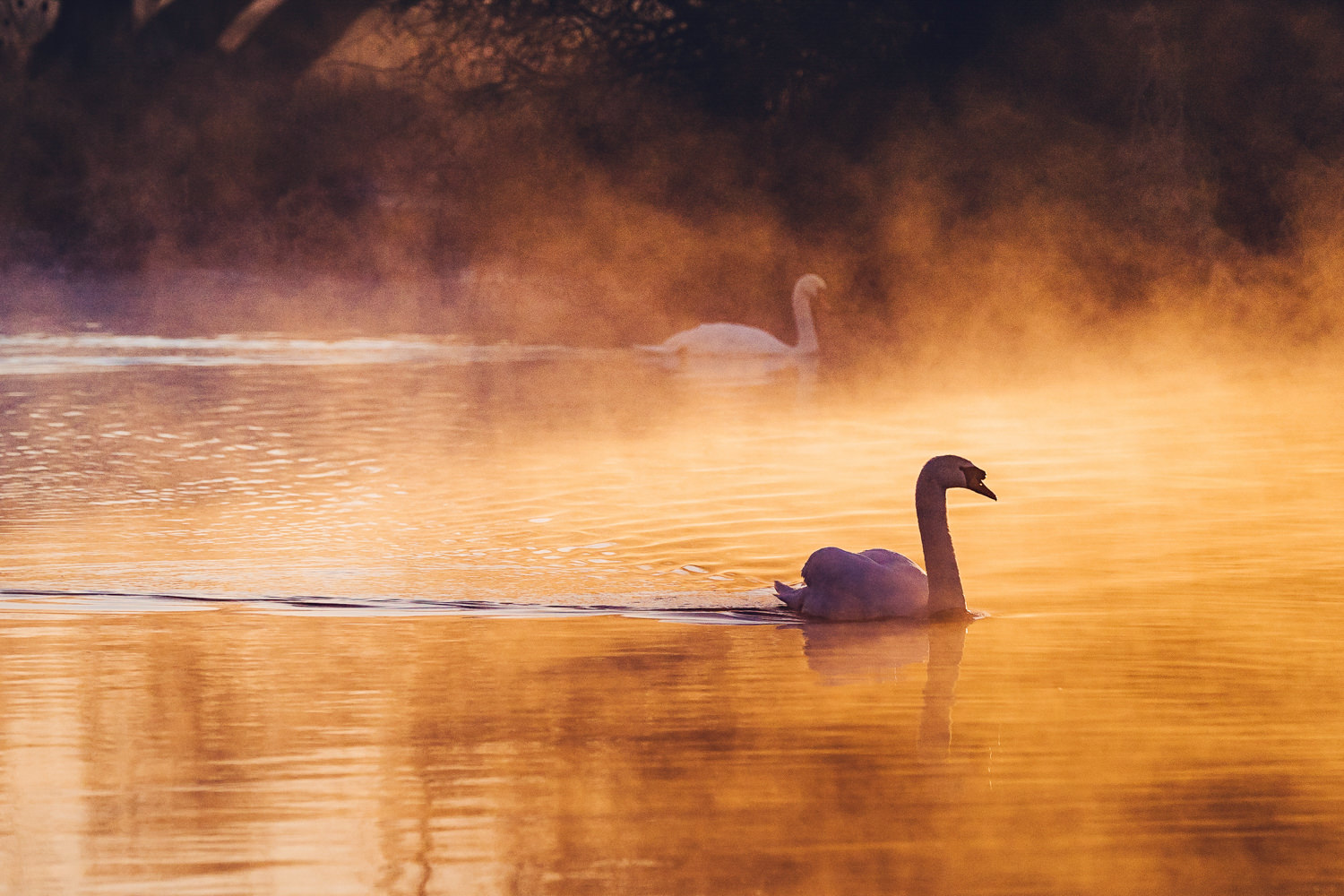 Two swans swimming, one in darker light