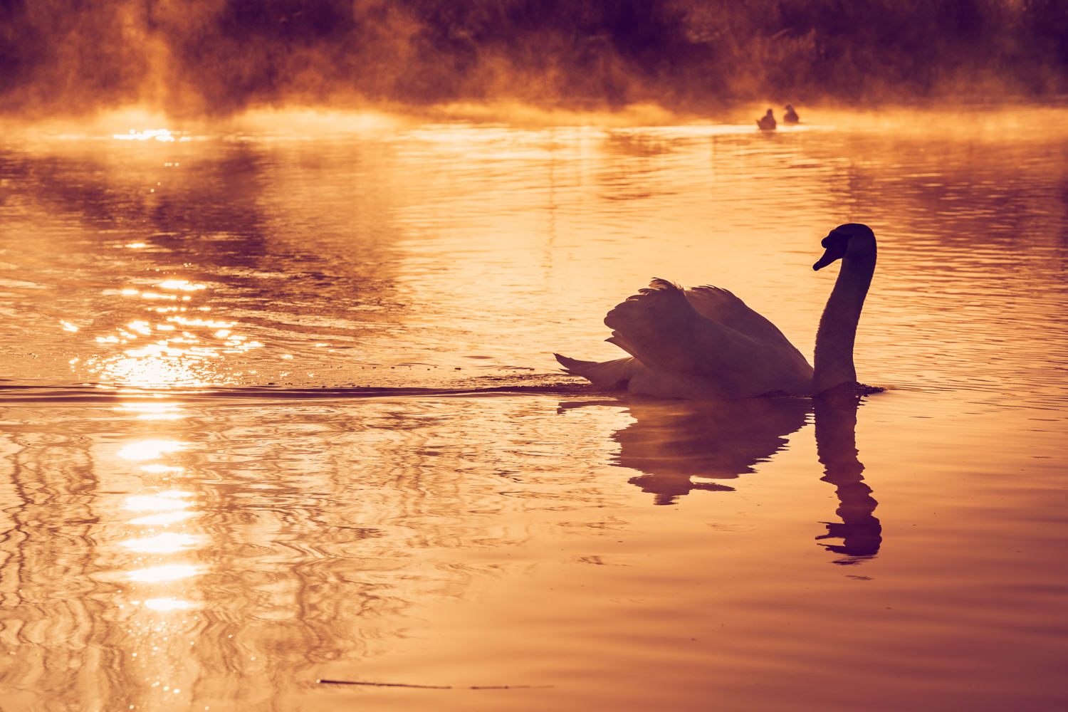 A swan swimming at sunrise