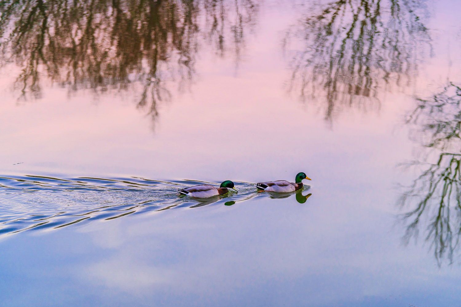 Ducks swimming in a river
