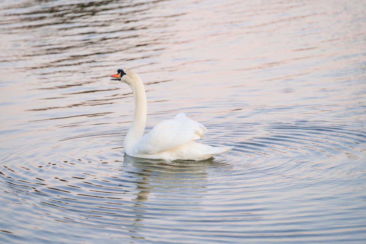 A swan swimming
