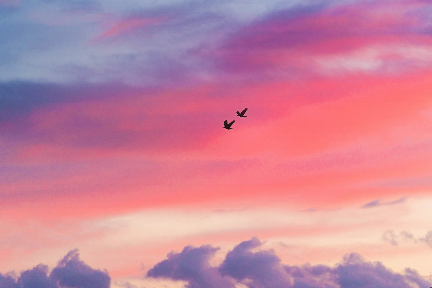 Two birds flying a in a pink sky